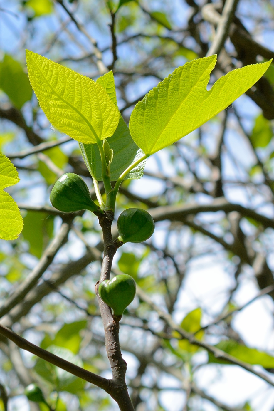 Image of Ficus carica specimen.