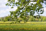Quercus robur. Ветвь цветущего дерева. Санкт-Петербург, Петергоф, парк \"Александрия\", лужайка в нижней части парка. 24.05.2021.