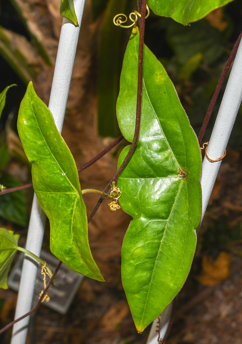 Изображение особи Passiflora coriacea.