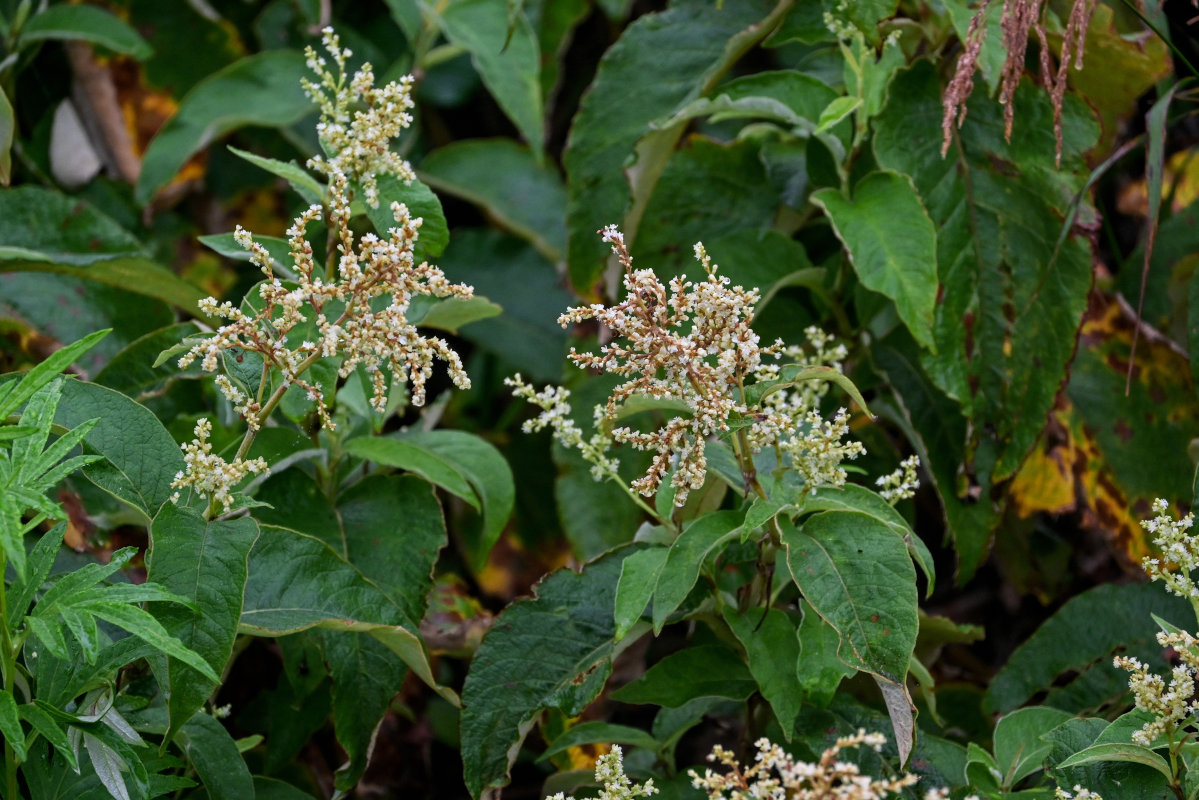 Изображение особи Aconogonon weyrichii.