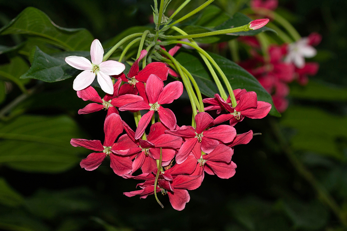 Изображение особи Combretum indicum.