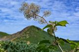 Aralia cordata. Верхушка побега с соплодием. Курильские о-ва, о-в Кунашир, кальдера вулкана Головнина, берег оз. Горячее, окраина зарослей Pinus pumila и Reynoutria sachalinensis. 20.08.2022.