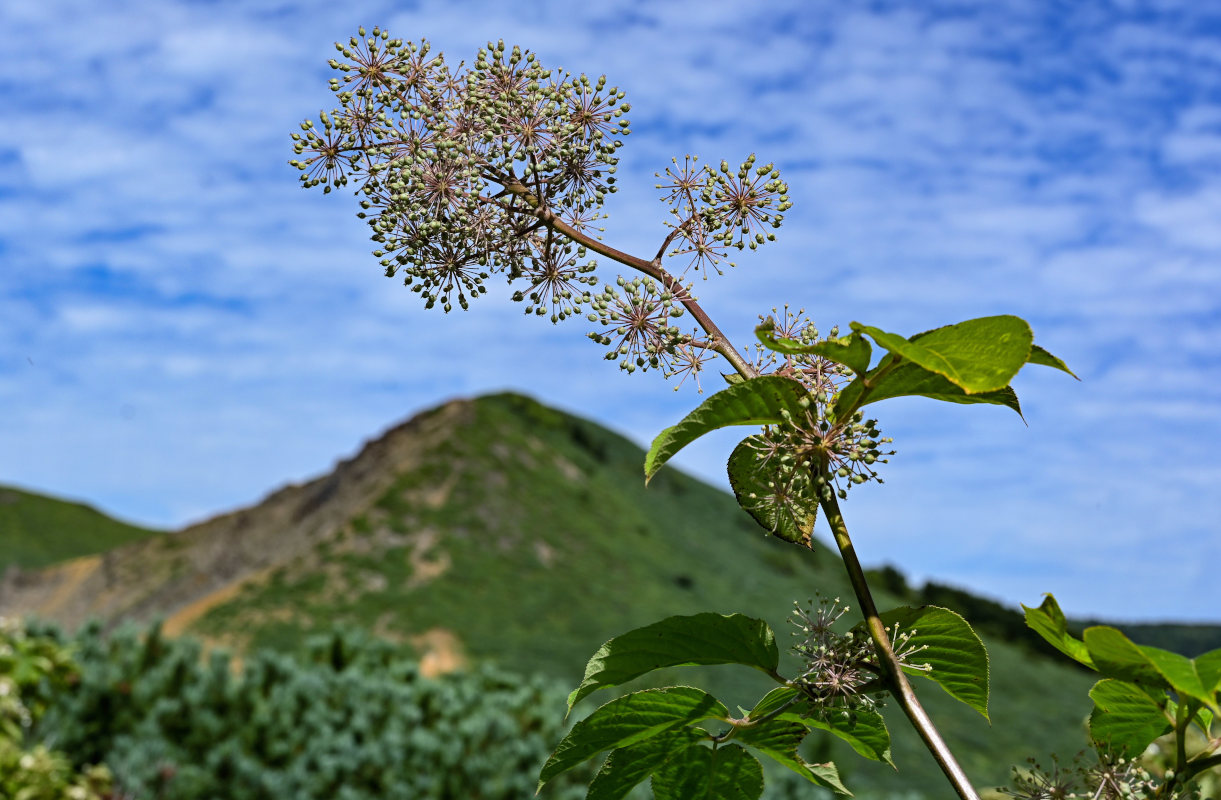 Изображение особи Aralia cordata.