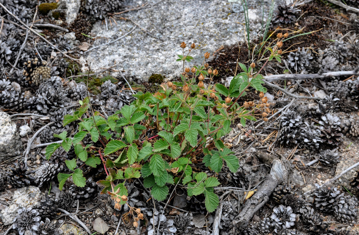 Изображение особи Potentilla rupestris.