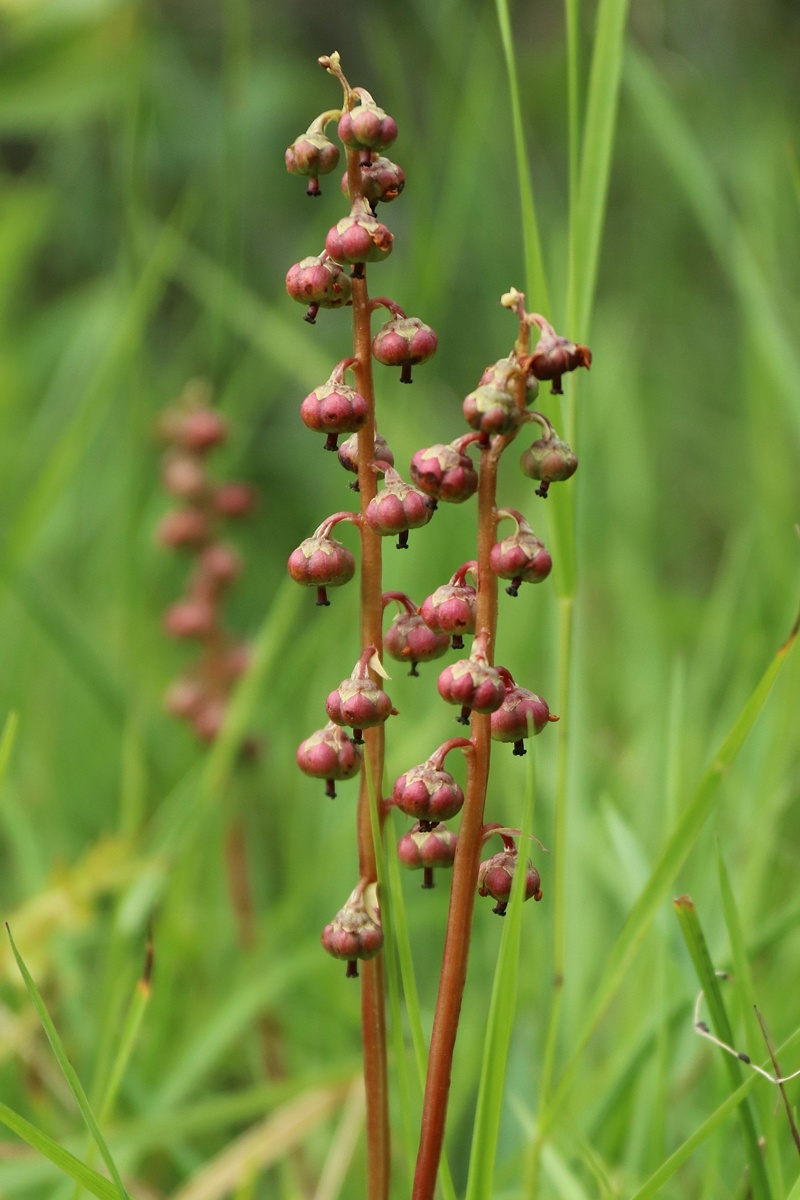 Изображение особи Pyrola minor.