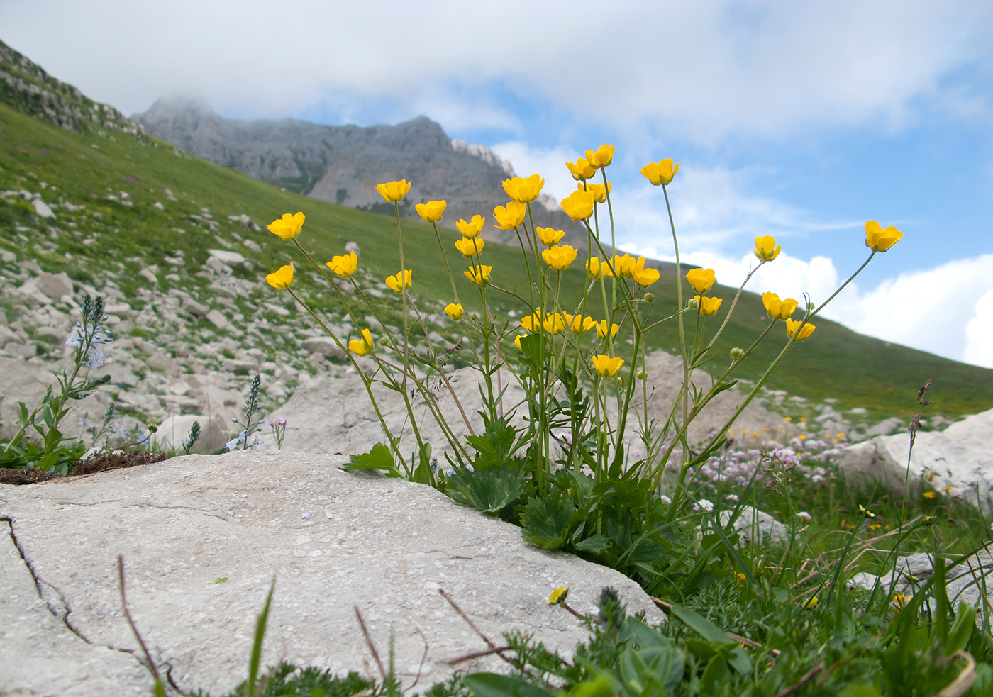 Изображение особи Ranunculus oreophilus.