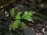 род Dryopteris