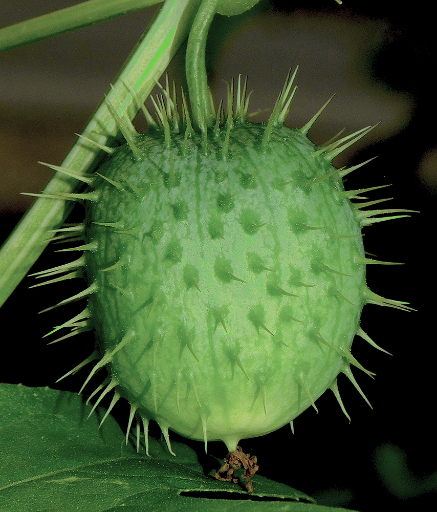 Изображение особи Echinocystis lobata.