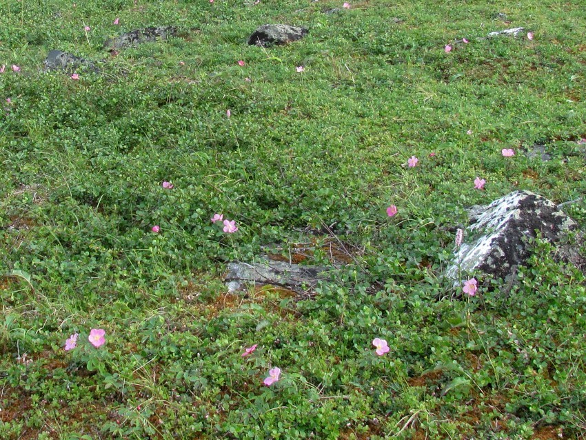 Image of Rosa acicularis specimen.