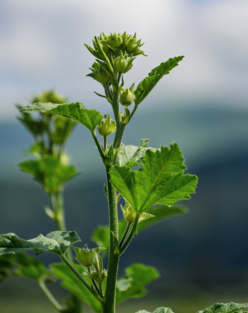 Image of Malva thuringiaca specimen.