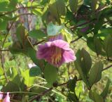 Cobaea scandens. Части побегов и цветок в начальной (тычиночной) фазе цветения. Тверская обл., Весьегонск, в культуре. 27 августа 2022 г.