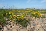 Lotus ruprechtii. Цветущее растение в сообществе с Plantago maritima, Festuca arenaria и Tanacetum vulgare. Ленинградская обл., Ломоносовский р-н, окр. Шепелёвского маяка; п-ов Каравалдай, берег Финского залива, приморский луг, каменистый участок. 13.06.2022.