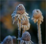 Rudbeckia hirta