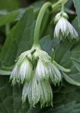 Astrantia major