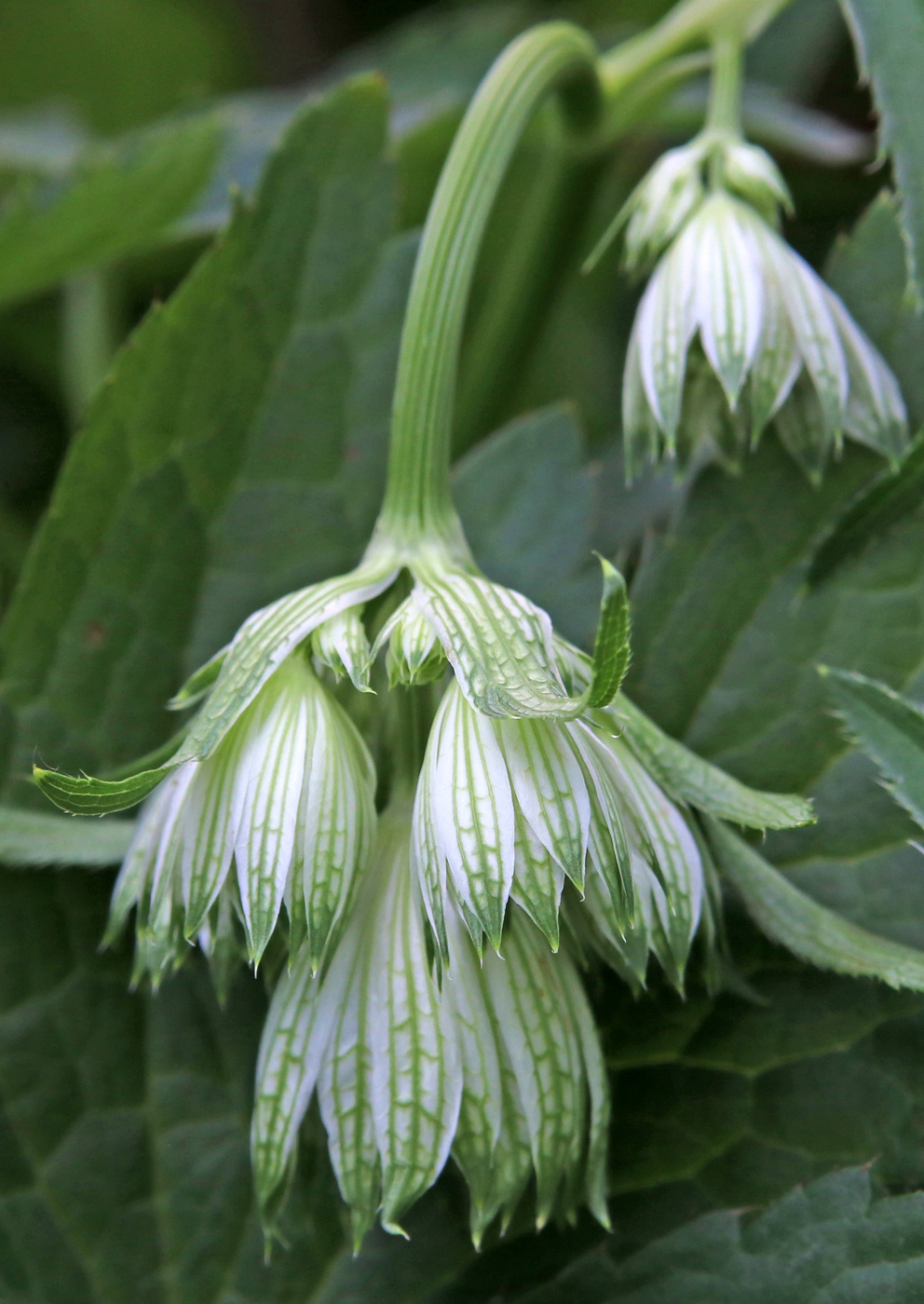 Изображение особи Astrantia major.