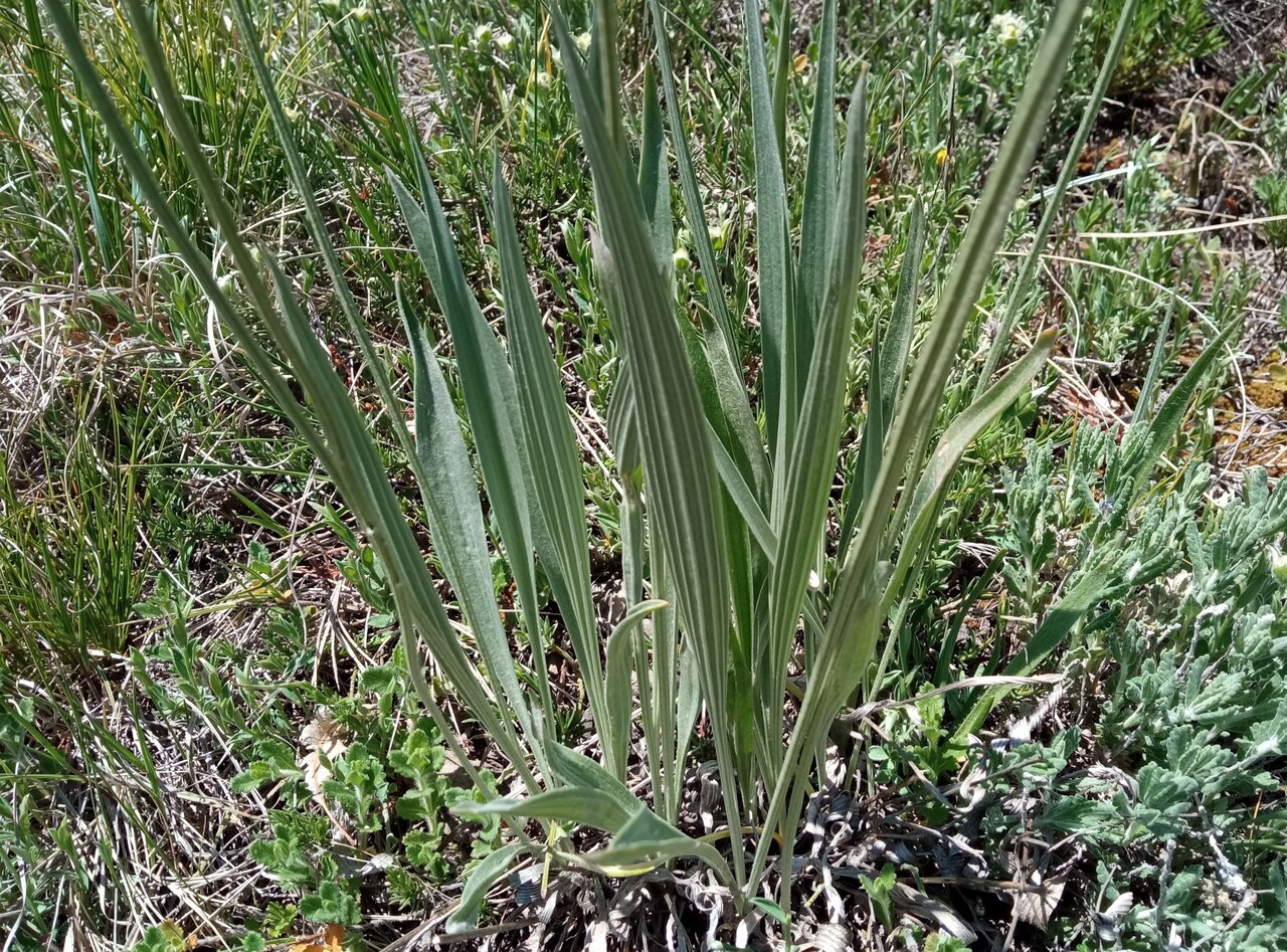 Изображение особи Plantago argentea.