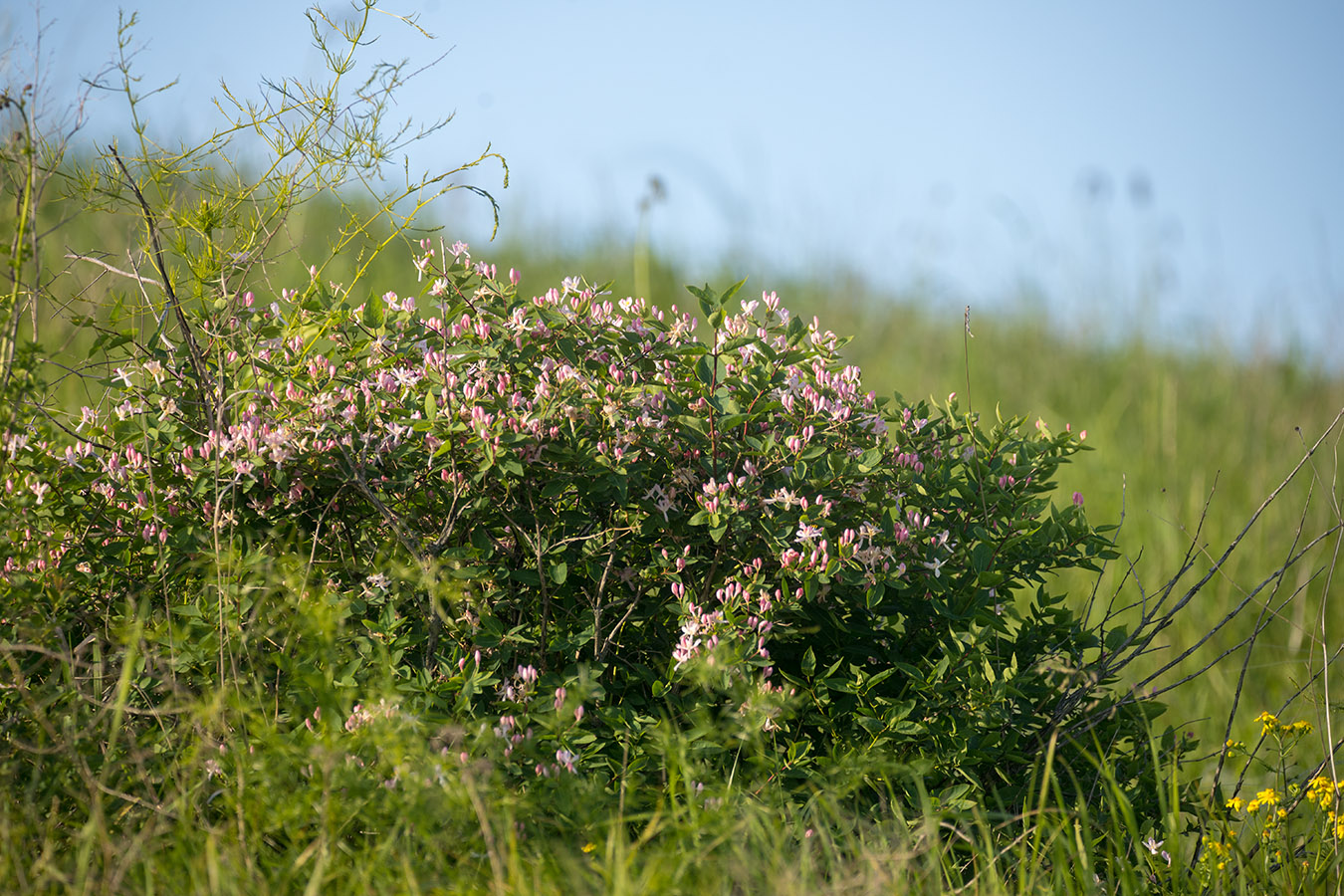 Изображение особи Lonicera tatarica.
