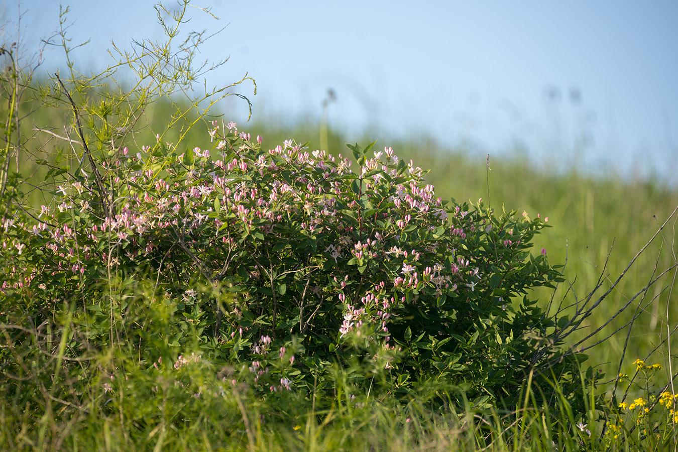 Изображение особи Lonicera tatarica.