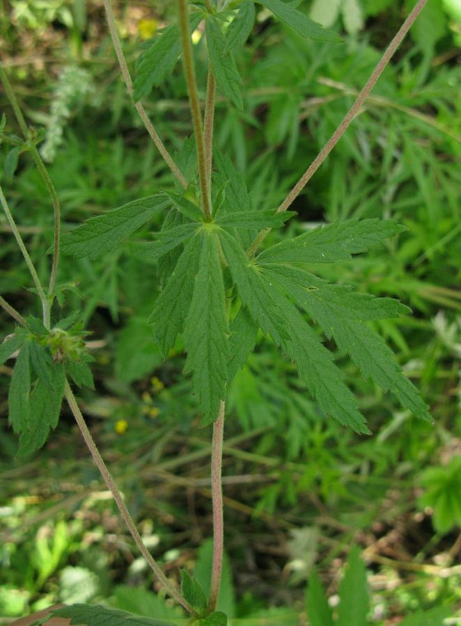 Image of Potentilla chrysantha specimen.