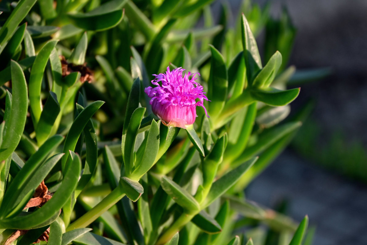 Изображение особи Carpobrotus chilensis.