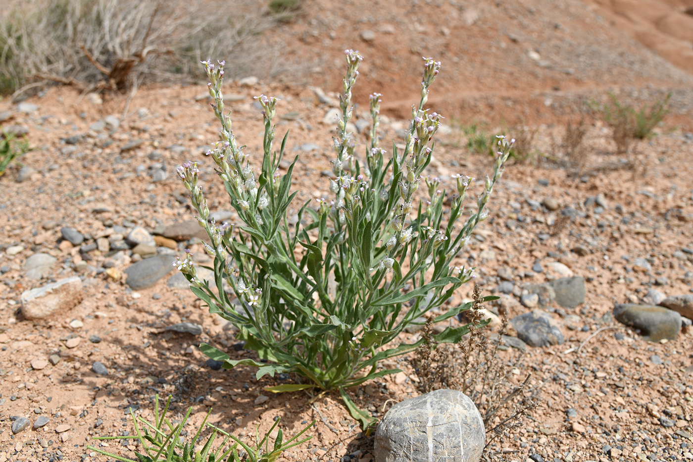 Image of Lachnoloma lehmannii specimen.