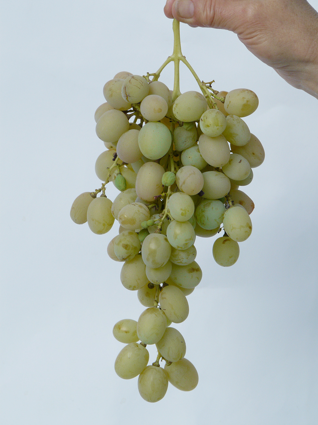Изображение особи Vitis vinifera.