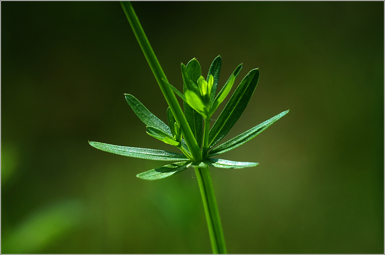 Изображение особи Galium mollugo.