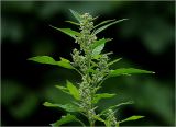 Chenopodium album