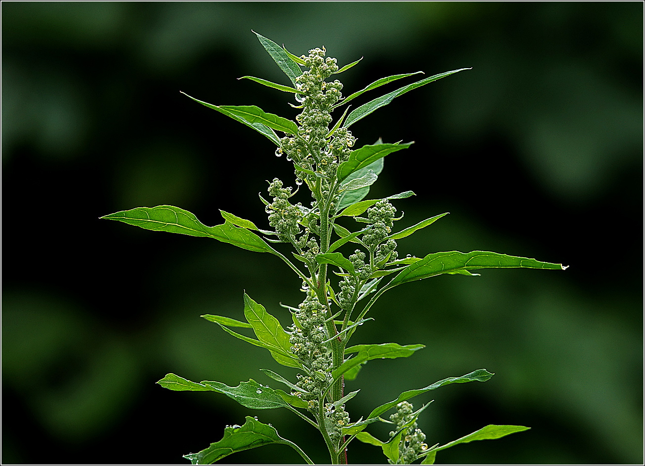 Image of Chenopodium album specimen.