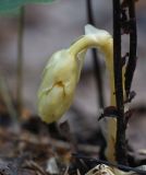 Hypopitys monotropa. Верхушка развивающегося генеративного побега. Калужская обл., Боровский р-н, между дер. Чёлохово и Чёлоховским ручьём, елово-осиновый лес. 20 июля 2023 г.