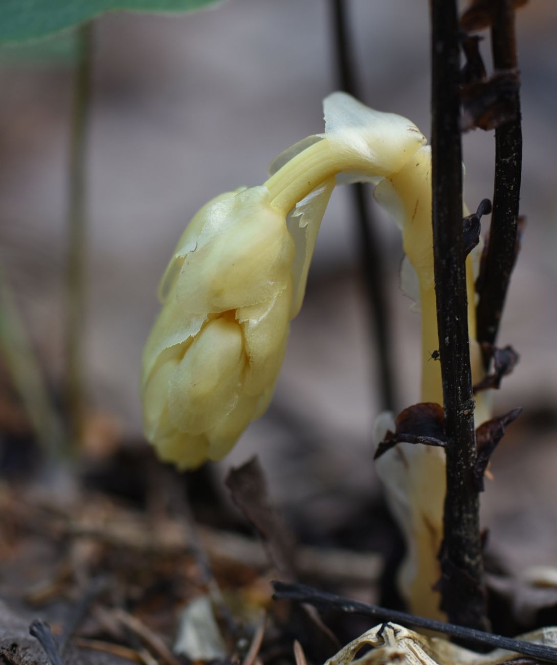 Изображение особи Hypopitys monotropa.