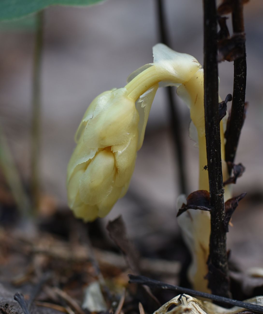 Image of Hypopitys monotropa specimen.