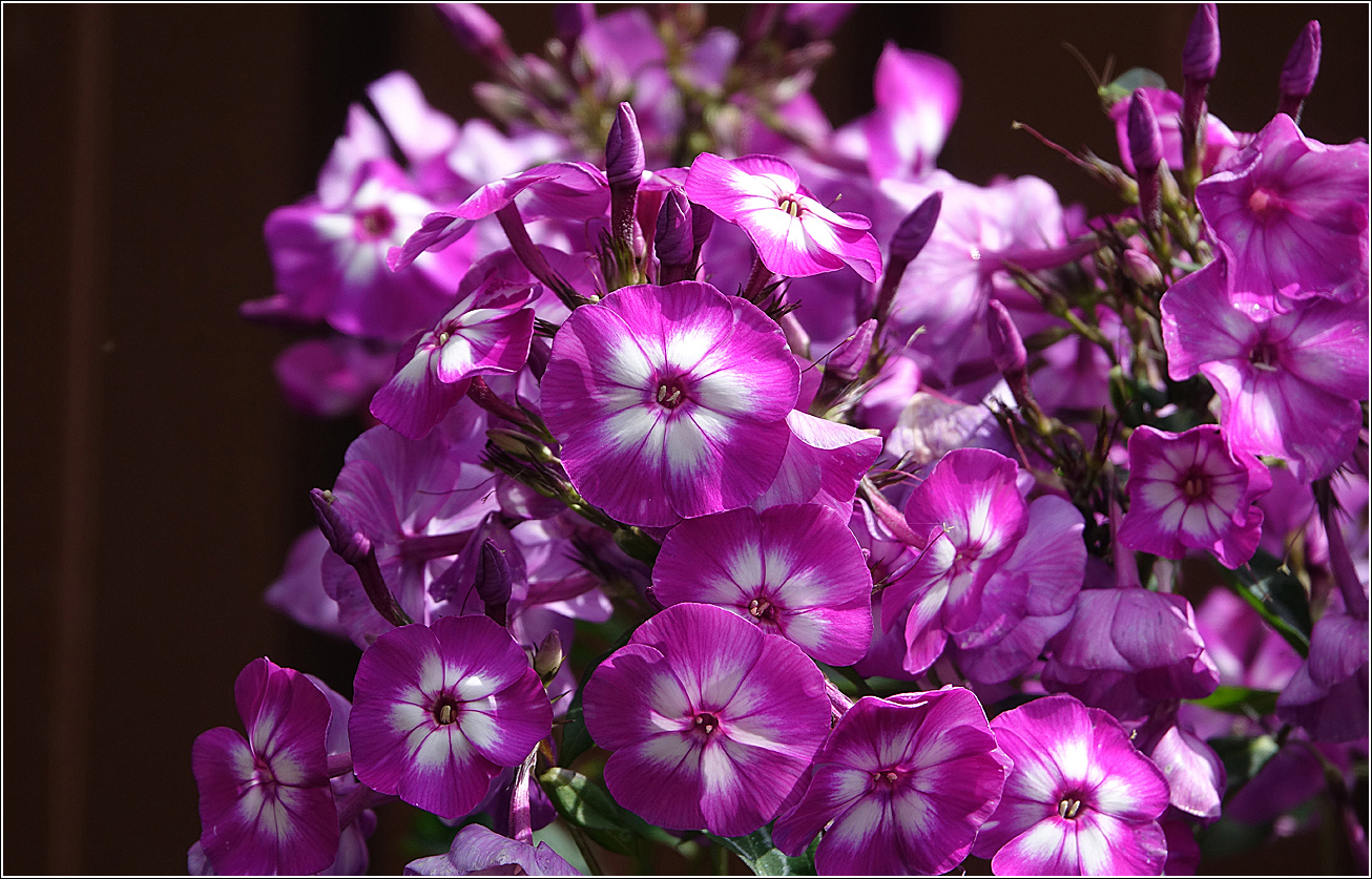 Изображение особи Phlox paniculata.