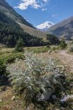 Cirsium cephalotes. Цветущее растение. Кабардино-Балкария, Эльбрусский р-н, долина р. Ирик, у тропы. 20.08.2023.