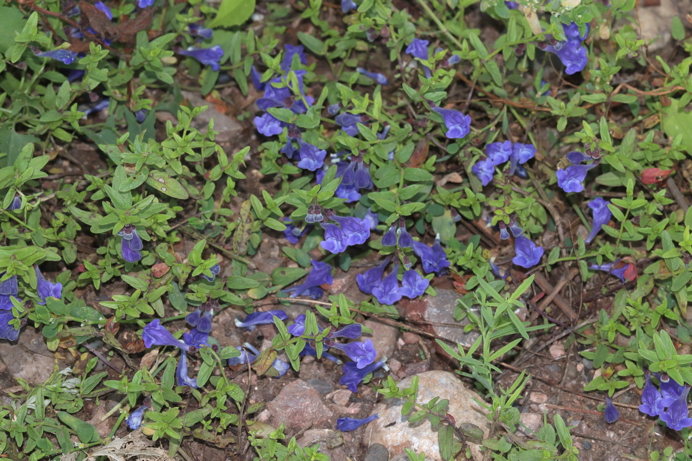 Изображение особи Scutellaria scordiifolia.