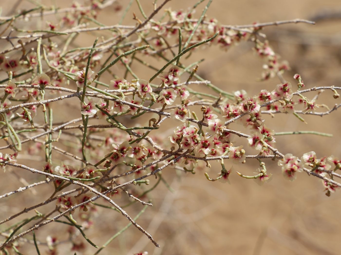 Image of Haloxylon persicum specimen.