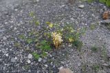 genus Phelipanche