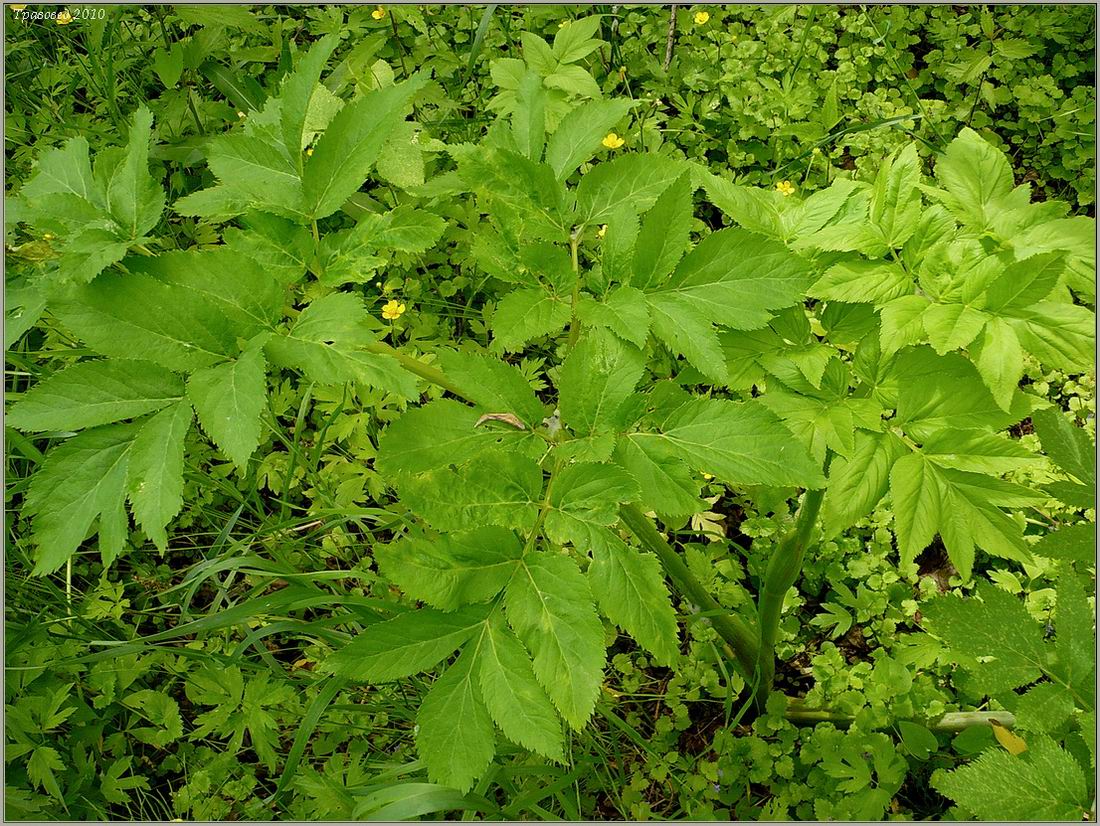 Image of Archangelica officinalis specimen.