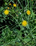 Sonchus arvensis