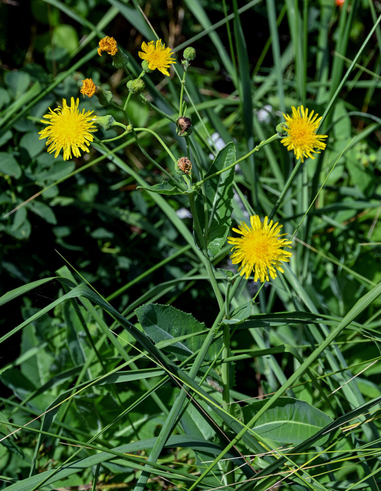 Image of Sonchus arvensis specimen.