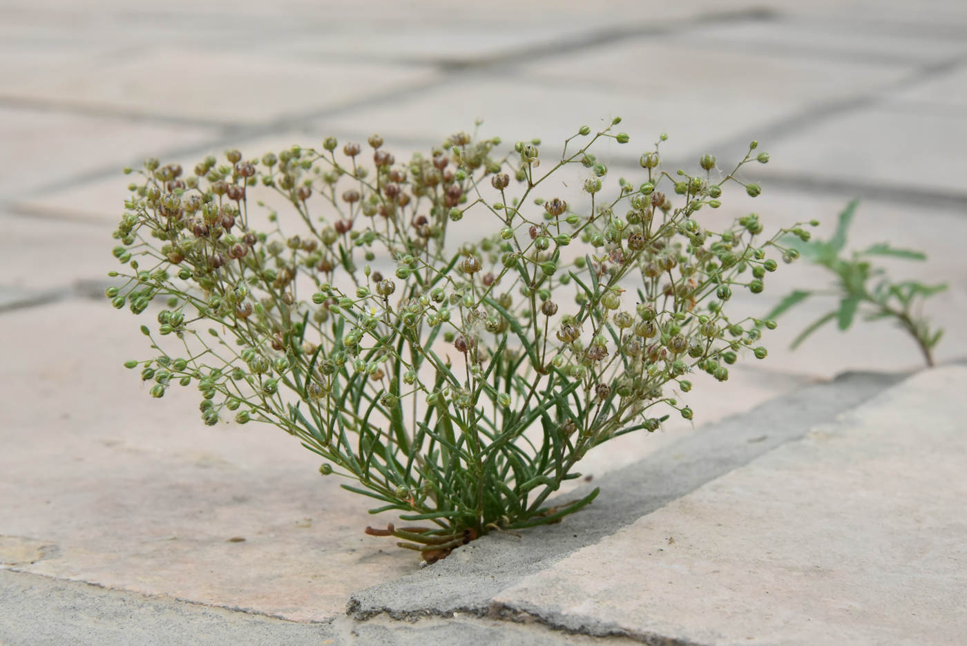 Image of Spergularia diandra specimen.