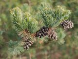 Pinus parviflora. Ветвь с шишками. Краснодар, парк \"Краснодар\", Японский сад, в культуре. 01.01.2024.