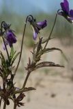 Viola maritima