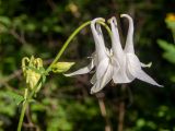 Aquilegia vulgaris. Верхушка побега с цветком и бутоном. Московская обл., Дмитровский р-н, окр. пос. Раменский, возле лесной дороги. 14.06.2023.