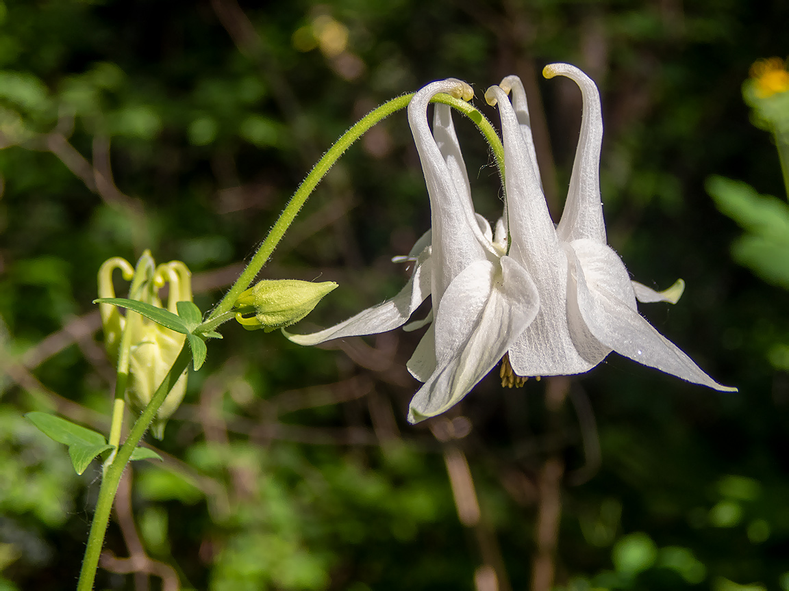 Image of Aquilegia vulgaris specimen.