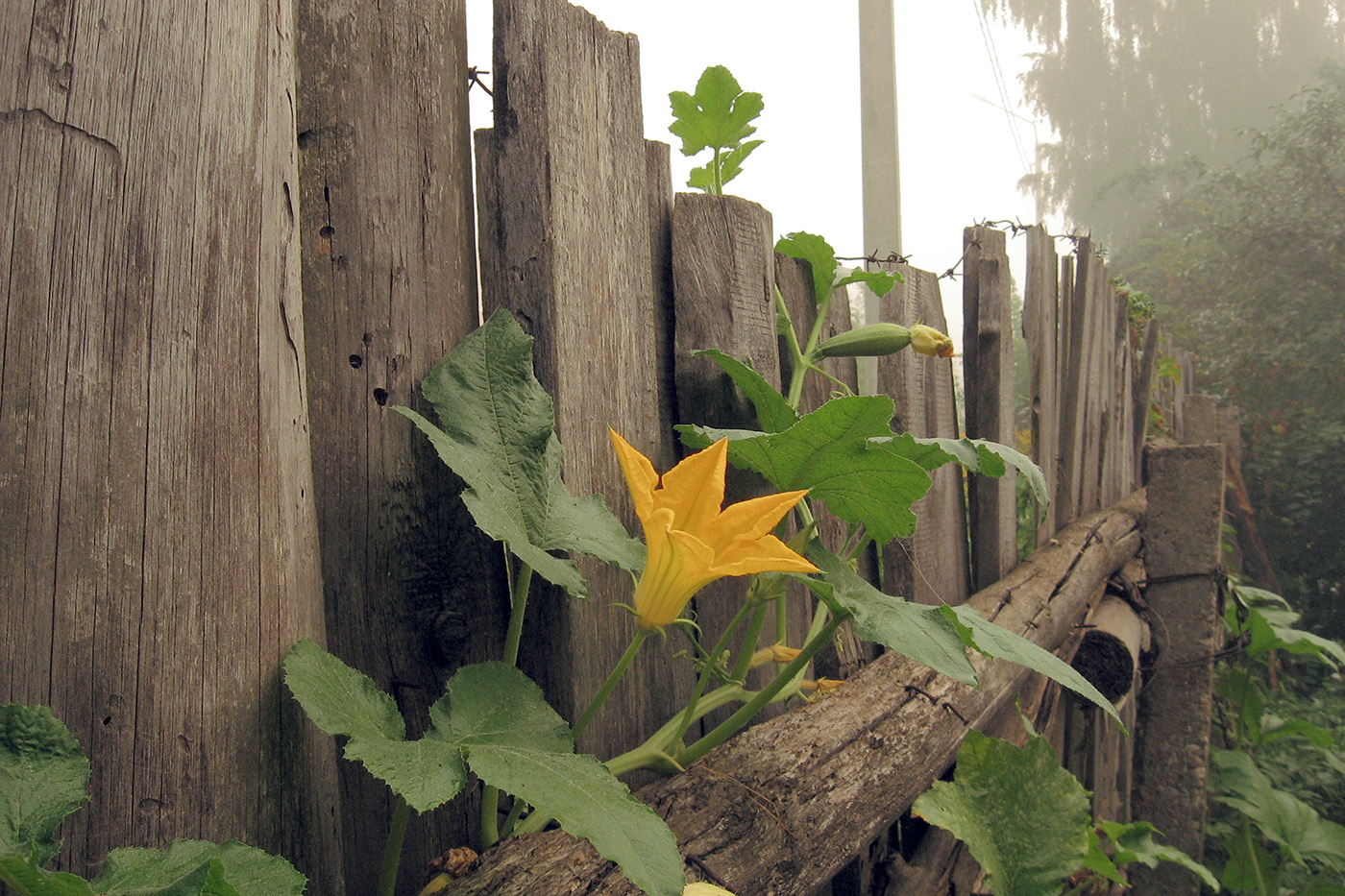 Image of Cucurbita pepo specimen.