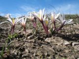 Colchicum kesselringii. Цветущие растения. Казахстан, Жамбылская обл., Жуалынский р-н, Юго-Восточный (Малый) Каратау, окр. вдхр. Терс-Ащибулак, долина ручья Ащибулак, солоноватая степь с временными весенними сазами, пастбище. 23 марта 2024 г.