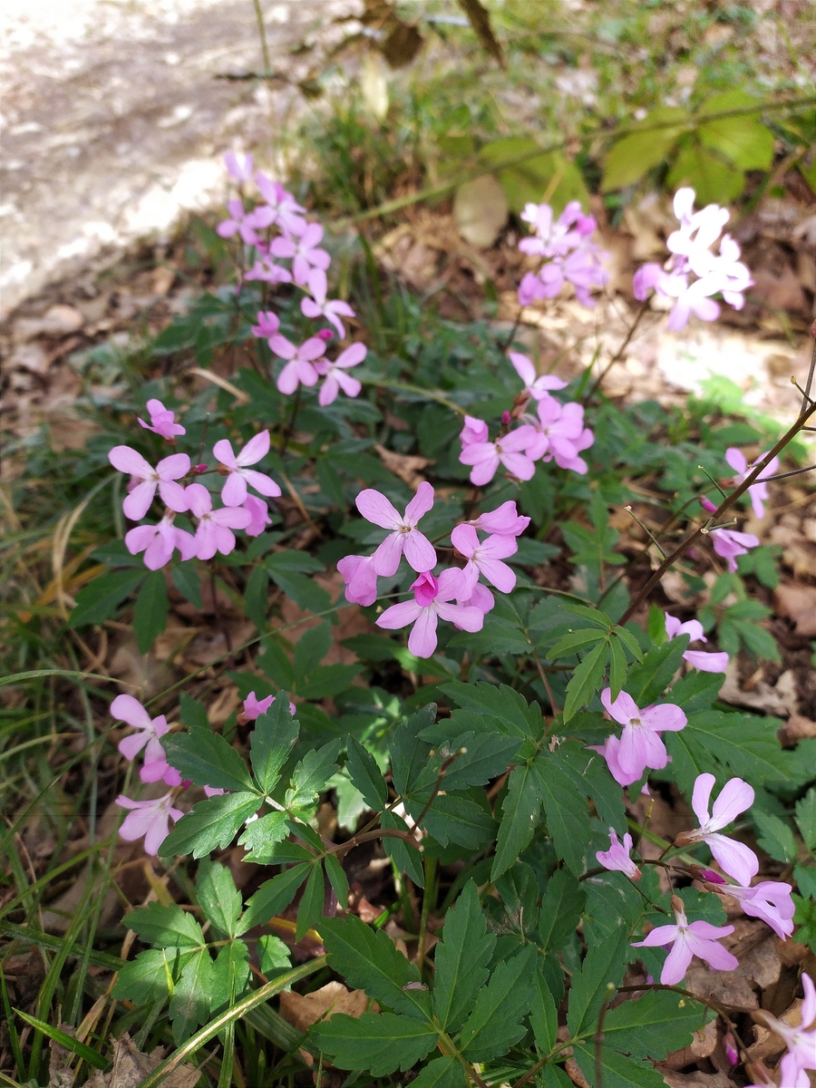 Изображение особи Cardamine quinquefolia.