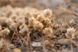 Paronychia cephalotes. Цветущие растения. Крым, дикий пляж близ г. Саки. 27.06.2009.
