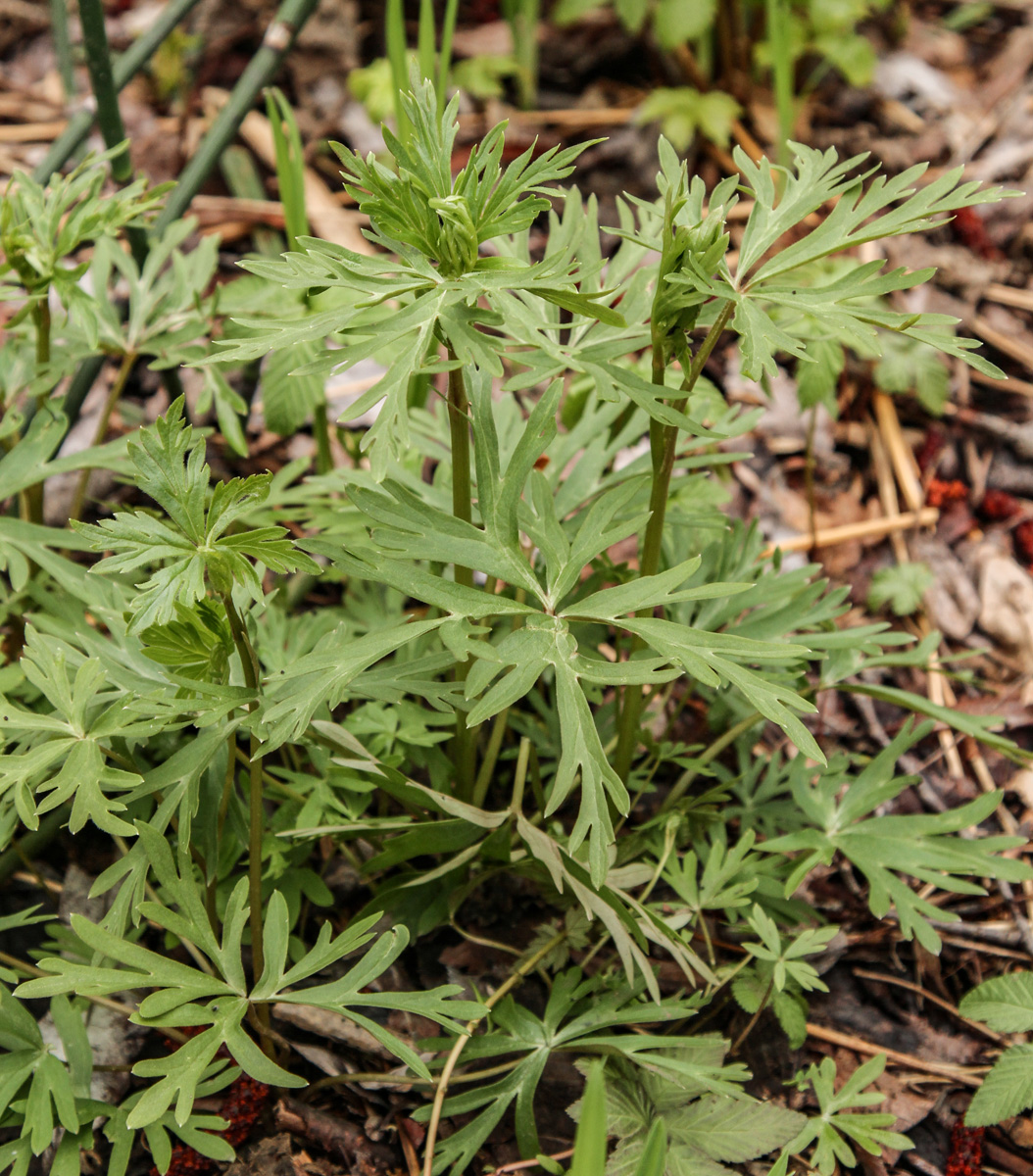 Изображение особи Aconitum consanguineum.